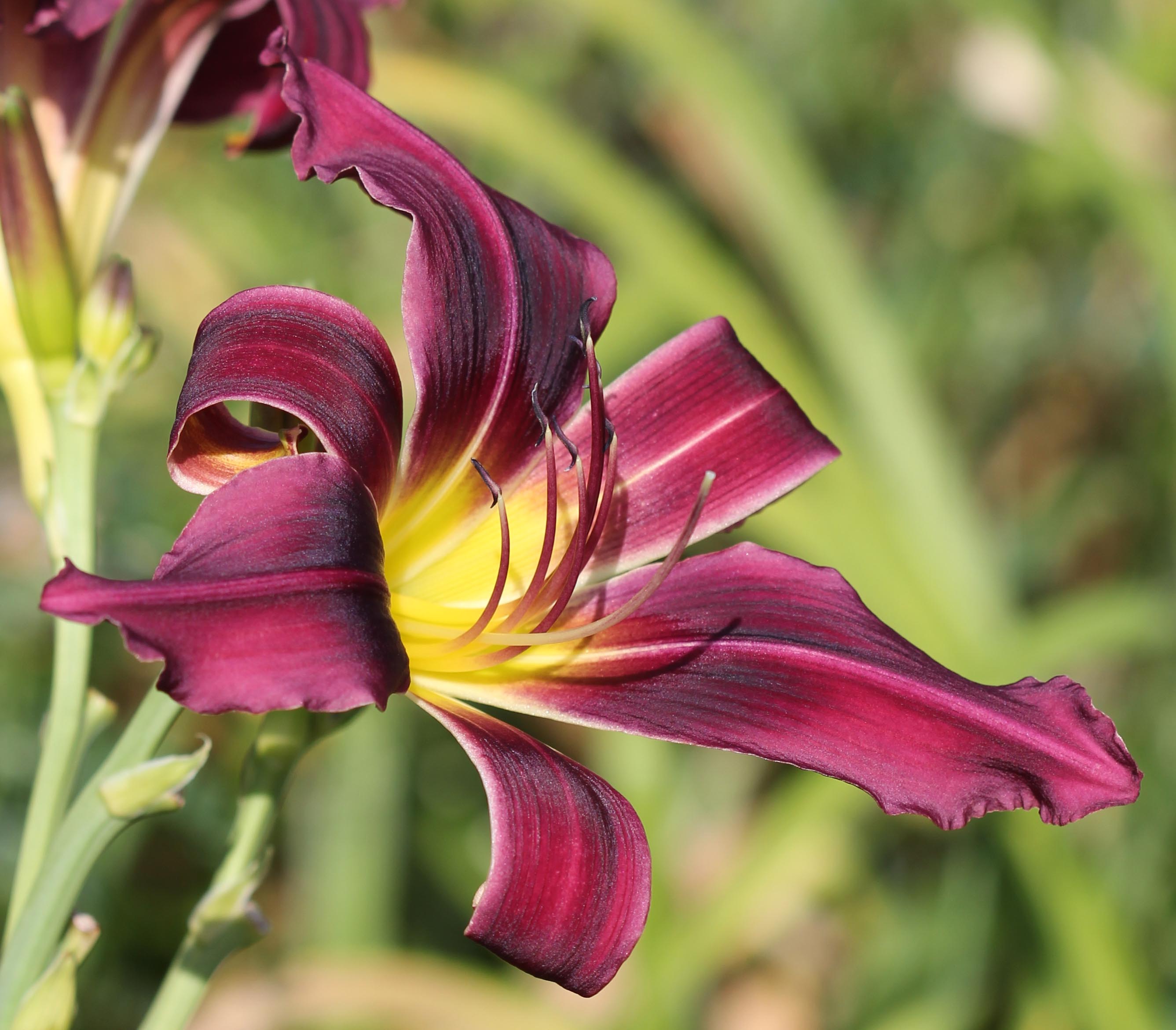 Purple Grasshopper